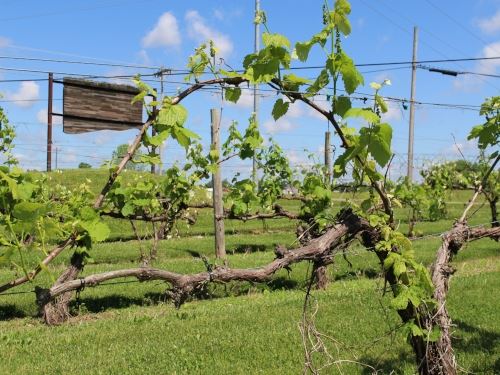 Beans Creek Winery